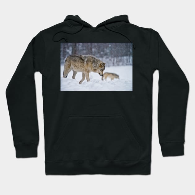 Timber Wolves Hoodie by jaydee1400